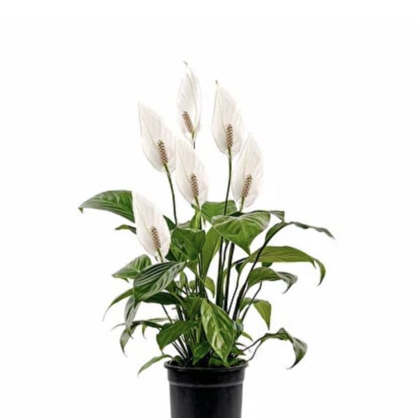 Barış (Spathiphyllum) Çiçeği