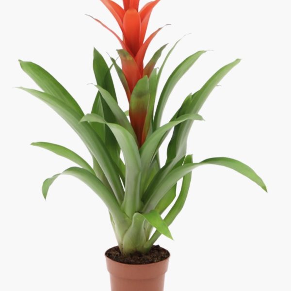 Guzmania Çiçeği