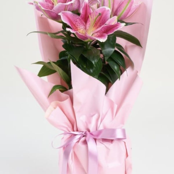 Pembe Lilyum Çiçeği